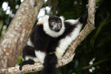 black and white vary lemur in natural environment