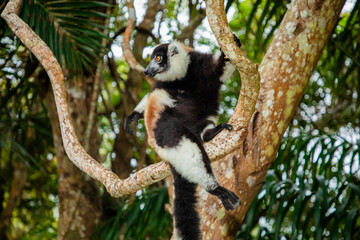 black and white vary lemur in natural environment - obrazy, fototapety, plakaty