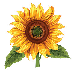 Sunflower Clipart isolated on white background