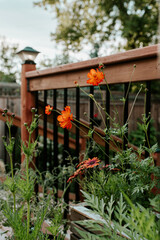 orange cosmos flowers in the backyard garden in summer