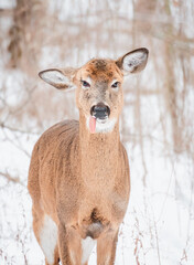 Close up of white-tailed deer with tongue hanging out on winter day.