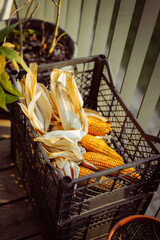 Ripe corn ears in a box.