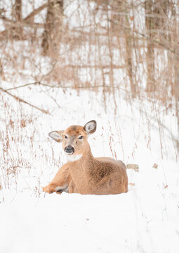 White-tailed deer laying on snow covered ground in the woods.
