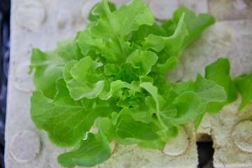 Hydroponics Green Oak growing in a foam box