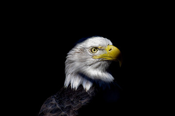 Land Of The Free Because Of The Brave