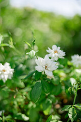 white flowers rose bush with green leaves on sunny day