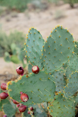 cacti shape of an animal bunny rabbit prickly pear cactus desert