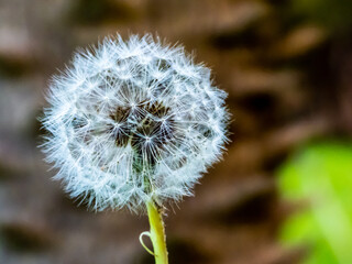 Closeup of fine white seeds at the end of a plant stem