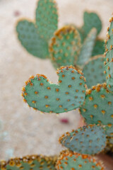 up close cacti heart shape cactus sun bright light