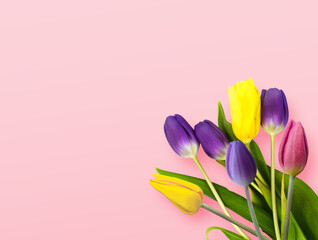 Top view with colorful tulips on pink background.