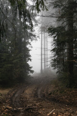 Obraz premium Foggy gloomy forrest in winter