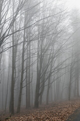 Foggy gloomy forrest in winter