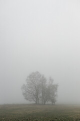 Old trees covered by fog