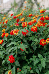 Naklejka premium Red and Yellow Flower Bush