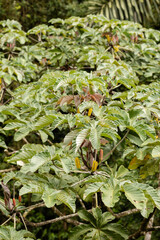 Lush Costa Rican foliage in La Fortuna