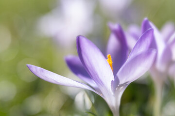 Purple crocus blooms in early spring garden.