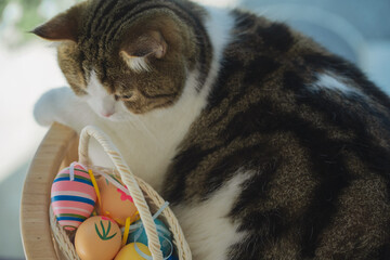 easter holiday concept with scottish cat play colorful egg put in basket and put on table