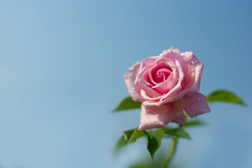 One blooming beautiful  pink  rose with blue sky garden background, Souvenir de la Malmaison