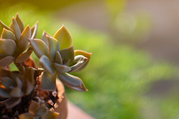 Succulent plant in the brown pot with blurred garden background