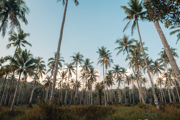 Road with coconut trees in the morning