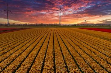 Rolgordijnen Three wind turbines looking over a field of yellow tulips in Holland at sunset. © Alex de Haas
