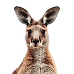 Kangaroo Portrait Clipart Clipart isolated on white background