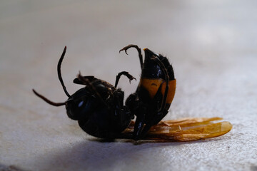 Macrophotography. Selective Focus. Closeup shot of bee corpse on white floor. Bees with...