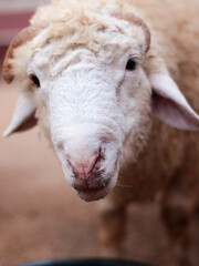 close up portrait of white sheep on the farm