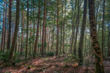 Forêt du Jura Vaudois en été, Suisse