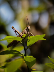 grasshoppers perched on leaves