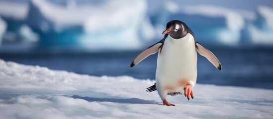 Fototapeta premium A flightless bird, the penguin, balances on one leg in the snow. With its beak and wings tucked in, this seabird is a fascinating subject of study in science