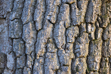 ash bark texture - 756224074