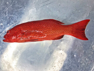 fresh raw cold seafood red seven star whole fish ikan head, fillet, meat, cut, tail on white ice...