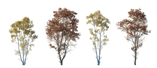 Betula ermanii set of gold ermans birch trees betula and Acer ukurunduense caudatum hua kai feng big medium trees isolated png in sunny daylight on a transparent background premium cutout