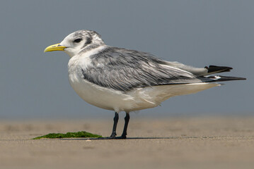 Black-legged kittiwake (Rissa tridactyla)
