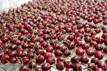 デザートを作るため収穫した新鮮なキッチンのさくらんぼ