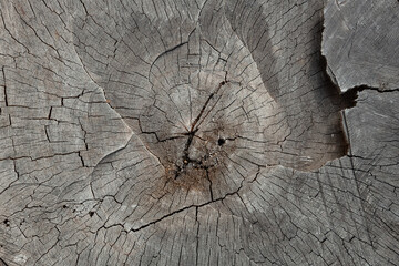 old gray cross section of a tree trunk with cracks