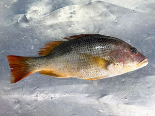 fresh raw cold seafood white red green snapper whole fish ikan head, fillet, meat, cut, tail on...