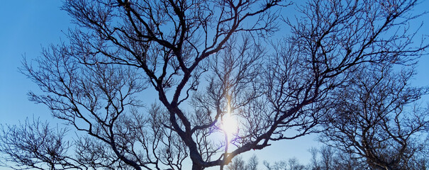 Beautiful sunbeams behind leafless tree branches against blue winter sky. 