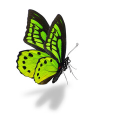 Green butterfly on a white background. - 756228653