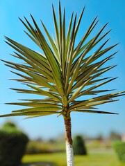 Blue sky with Foliage of Aloe Yucca Bordered (Yucca Aloifolia Marginata) or Spanish bayonet dagger. Ornamental plant
