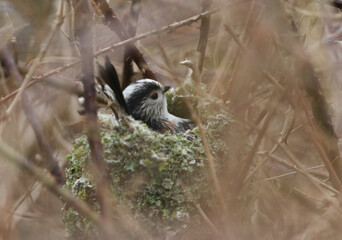 A Long-tailed Tit (Aegithalos caudatus) building its nest in a Bramble bush in springtime. Its nest is made up of spiders webs, feathers, moss and lichen.