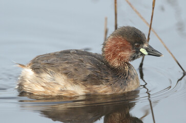 A Little Grebe (Tachybaptus ruficollis) swimming on a lake hunting for food.	