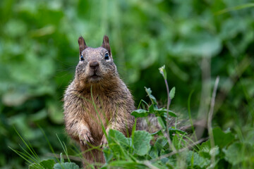 Naklejka na ściany i meble Close-up of squirrel on new grass