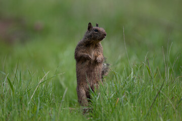 Naklejka na ściany i meble Close-up of squirrel on new grass