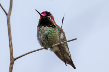 Low angle view of anna's hummingbird perching on branch against clear sky