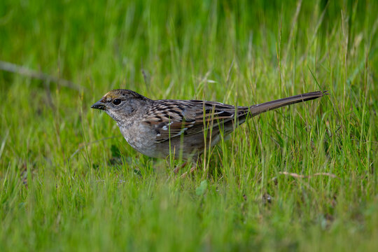 Close-up of golden-crowned sparrow perching on new grash