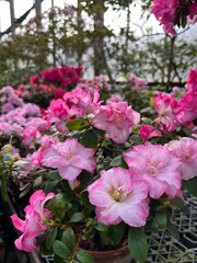 Colorful blooming Rhododendrons and Azaleas bushes in the greenhouse.first spring flowers. Nature background.