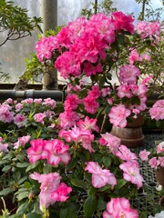 Colorful blooming Rhododendrons and Azaleas bushes in the greenhouse.first spring flowers. Nature background.