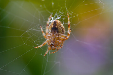 Macro Photography. Animal Closeup. Tropical spider (Cyrtophora citricola) in the middle of the nest. Tropical spiders are nesting in the yard. Shot with a macro lens